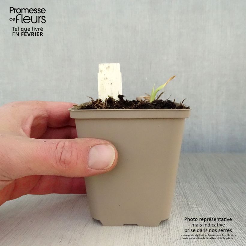 Spécimen de Hémérocalle Chicago Sunrise - Lis d'un jour Godet de 8/9 cm tel que livré en hiver