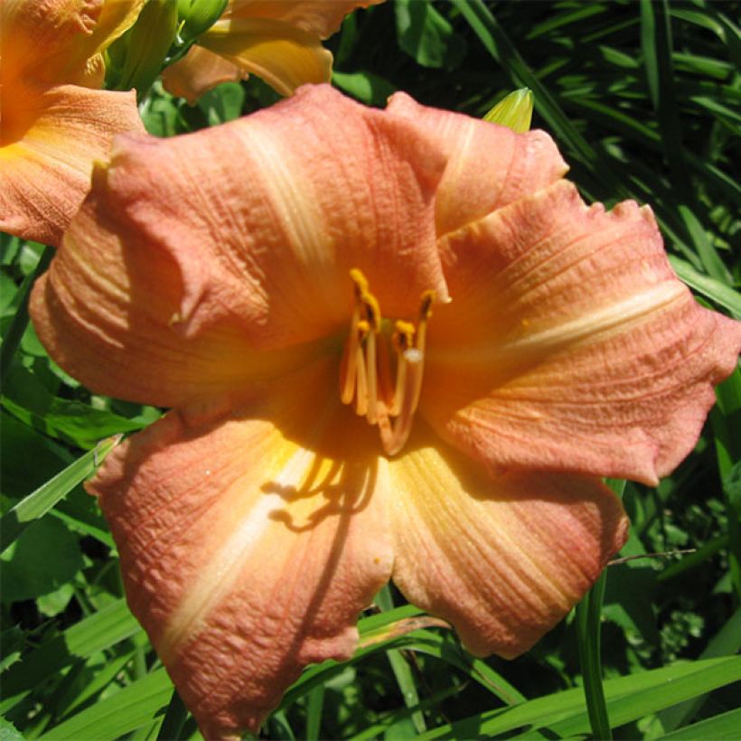 Hemerocallis Children's Festival (Floração)