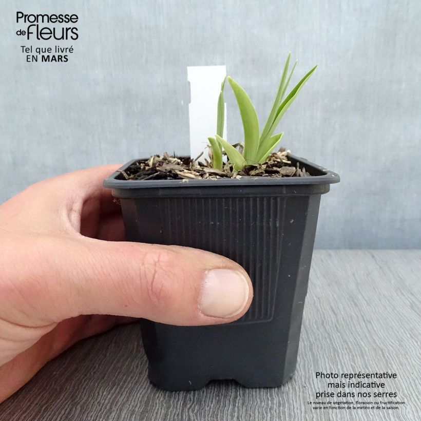 Spécimen de Hémérocalle Children s Festival - Lis d'un Jour Godet de 8/9 cm tel que livré au printemps