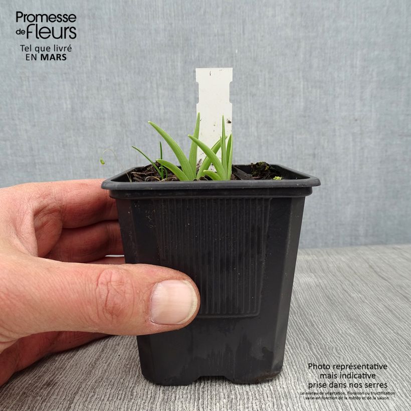 Spécimen de Hémérocalle Children s Festival - Lis d'un Jour Godet de 8/9 cm tel que livré en hiver