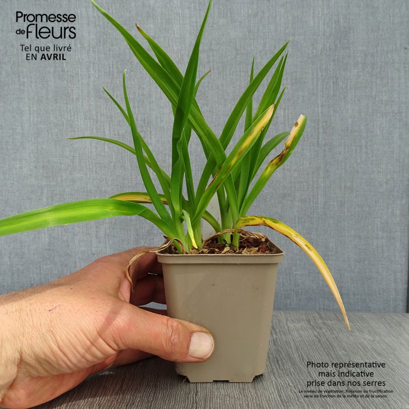 Amostra de Hemerocallis Chocolate Candy Vaso de 8/9 cm tal como entregue na primavera