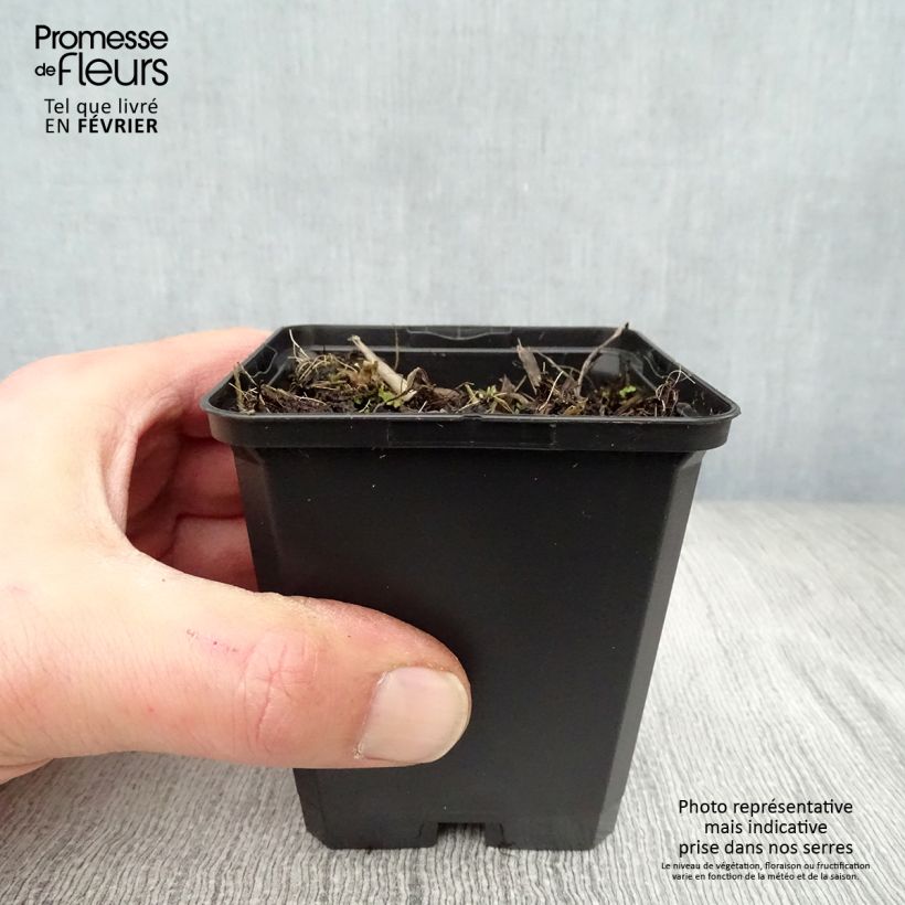 Spécimen de Hémérocalle Corky - Lis d'un jour Godet de 8/9 cm tel que livré en hiver