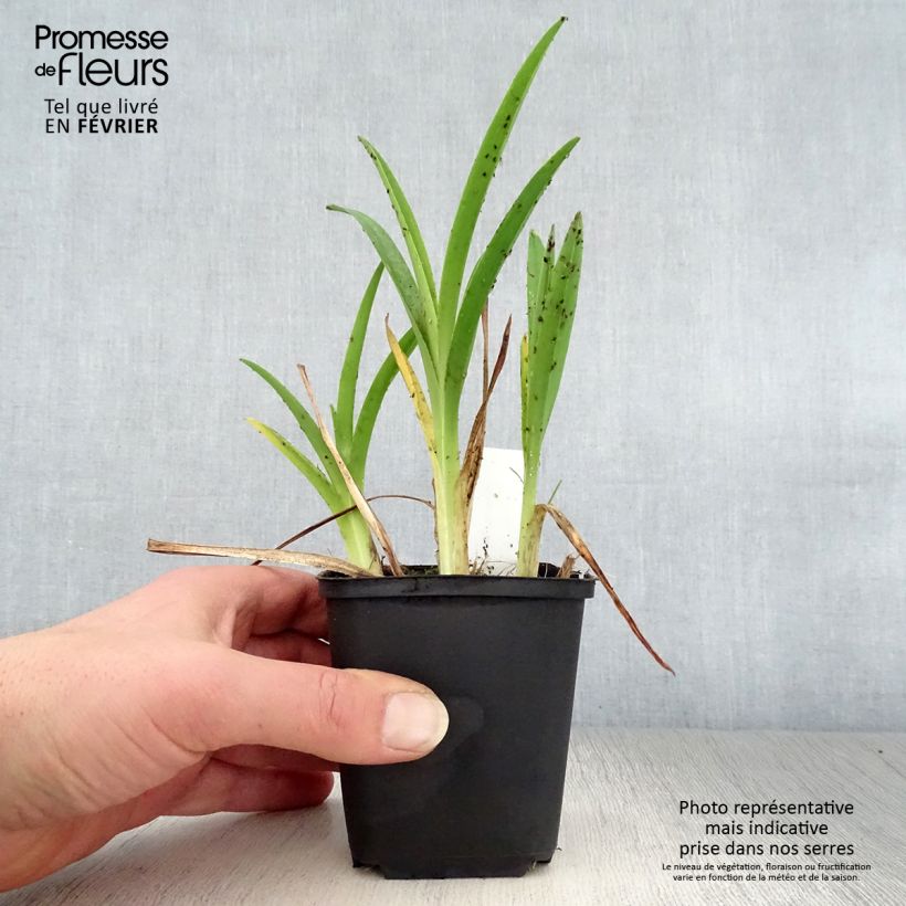 Spécimen de Hémérocalle Cosmopolitan - Lis d'un jour  Godet de 8/9 cm tel que livré en hiver