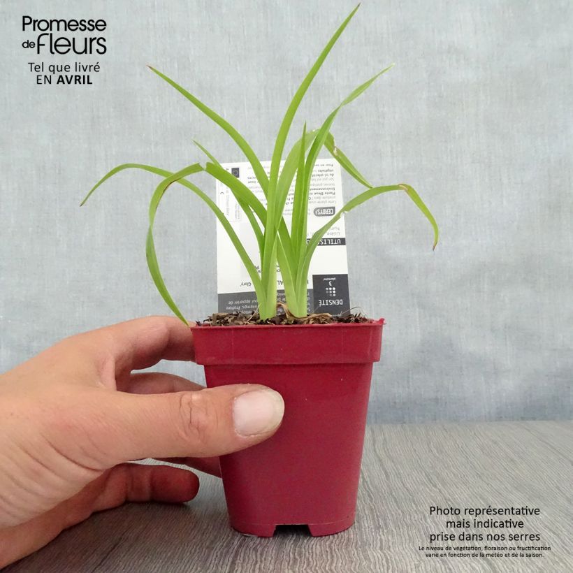 Hemerocallis Crimson Glory Maceta de 8/9 cm Ejemplar entregado en la primavera