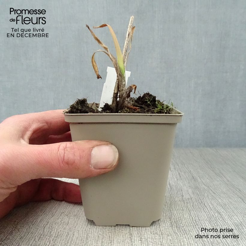 Spécimen de Hémérocalle Crimson Pirate - Lis d'un Jour rouge vif Godet de 8/9 cm tel que livré en hiver