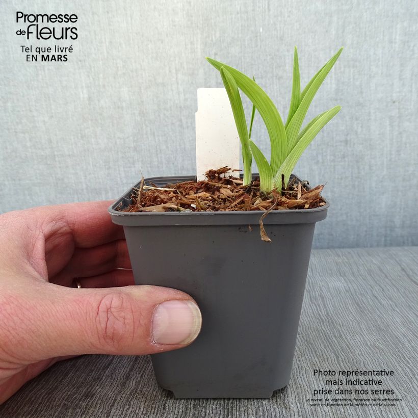 Spécimen de Hémérocalle Custard Candy - Lis d'un jour jaune et crème Godet de 8/9 cm tel que livré en hiver