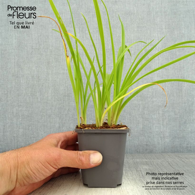 Spécimen de Hémérocalle Custard Candy - Lis d'un jour jaune et crème Godet de 8/9 cm tel que livré au printemps