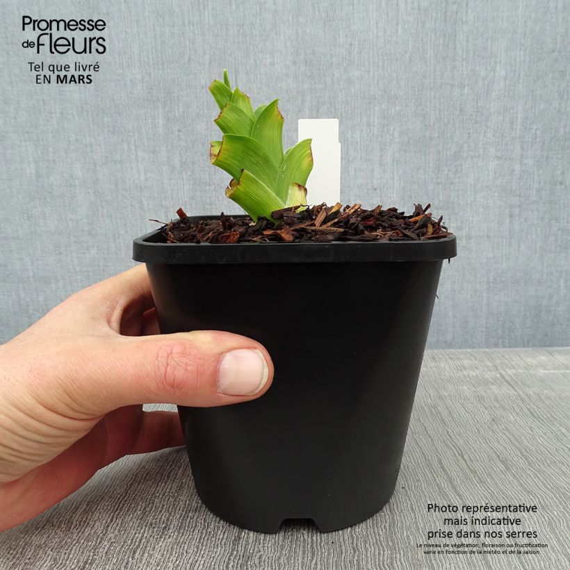 Spécimen de Hémérocalle Destined to See - Lis d'un jour crème à macule violette Pot de 1L/1,5L tel que livré en hiver