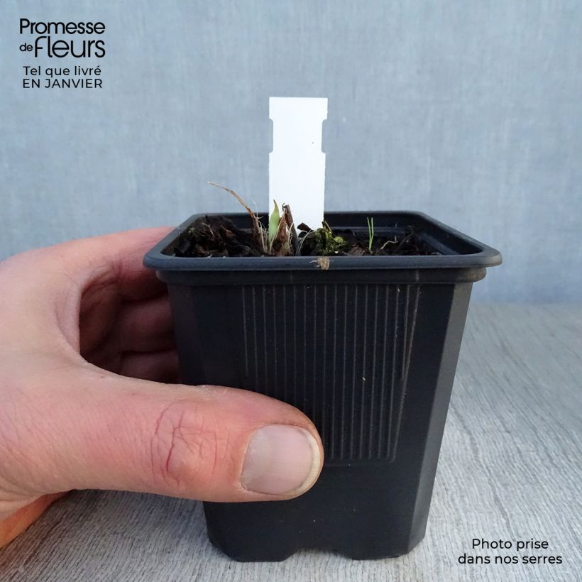 Spécimen de Hémérocalle Double River Wye - Lis d'un jour jaune citron Godet de 8/9 cm tel que livré en hiver