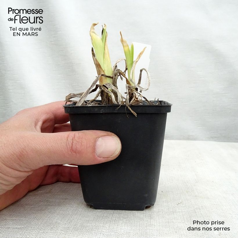 Spécimen de Hémérocalle Dragons Eye - Lis d'un Jour Pot de 1L/1,5L tel que livré en hiver