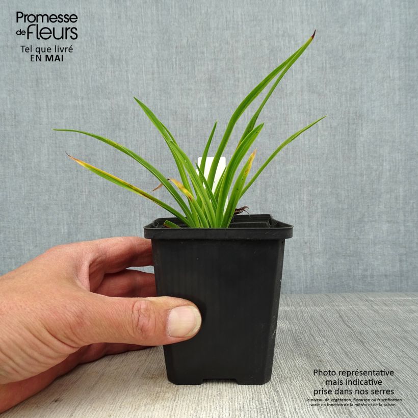 Spécimen de Hémérocalle Ed Murray - Lis d'un Jour rouge à centre jaune Godet de 8/9 cm tel que livré au printemps