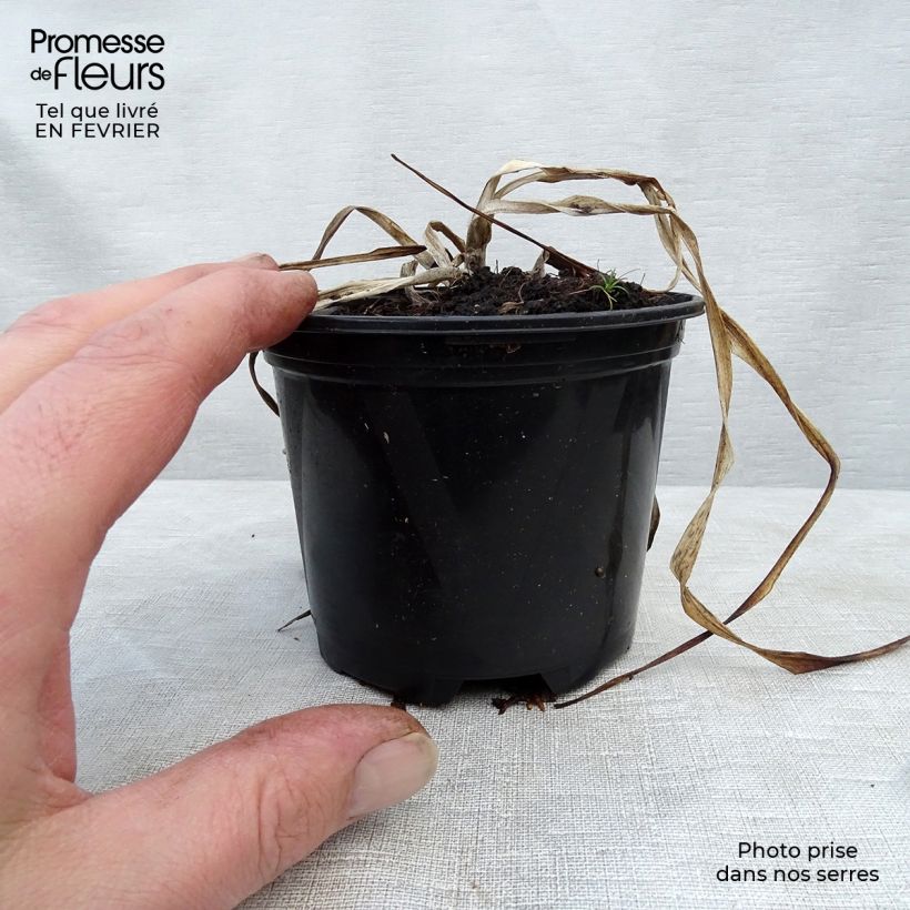 Spécimen de Hémérocalle El Desperado - Lis d'un Jour jaune à macule noire Godet de 8/9 cm tel que livré en hiver