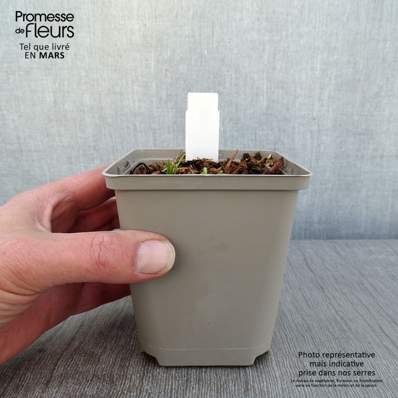 Spécimen de Hémérocalle Everydaylily Cerise - Lis d'un jour Godet de 8/9 cm tel que livré en hiver