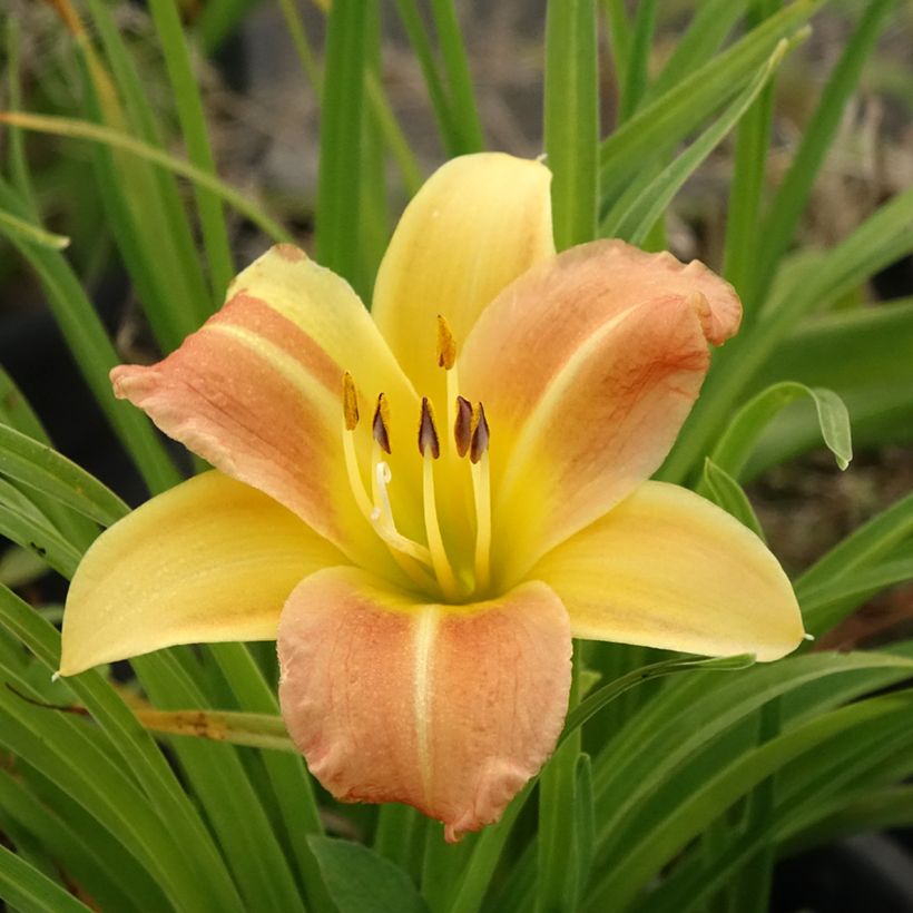 Hémérocalle Everydaylily Punch Yellow - Lis d'un jour (Floraison)