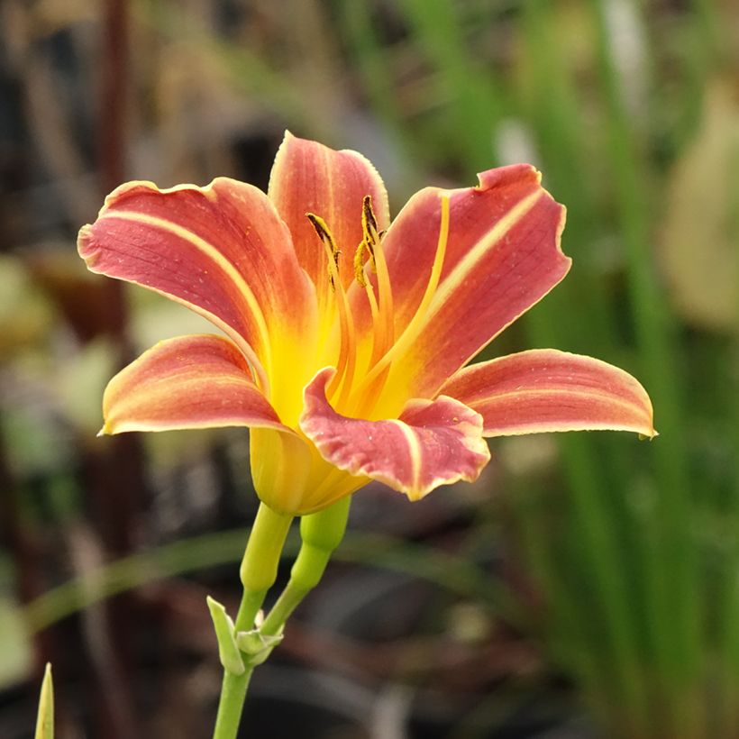 Hémérocalle Everydaylily Red Ribs - Lis d'un jour (Floraison)