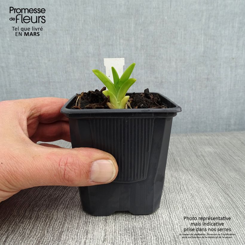 Spécimen de Hémérocalle Flambeau - Lis d'un Jour Godet de 8/9 cm tel que livré en hiver