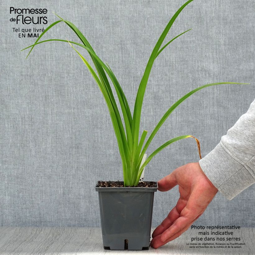 Hemerocallis Forty second Street - Emerocallide Vaso da 1L/1,5L esemplare consegnato in primavera