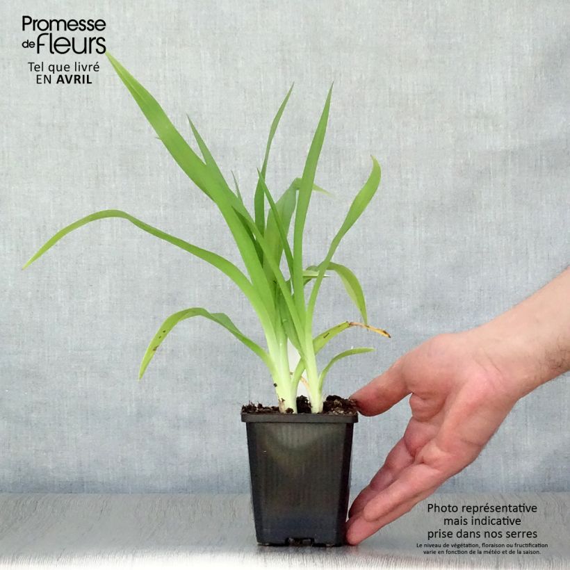 Spécimen de Hémérocalle Frans Hals - Lis d'un Jour bicolore rouge orange Godet de 8/9 cm tel que livré au printemps