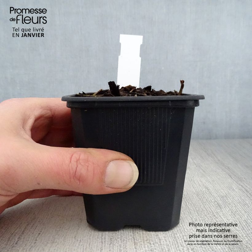 Spécimen de Hémérocalle George Cunningham - Lis d'un jour orange saumon Godet de 8/9 cm tel que livré en hiver