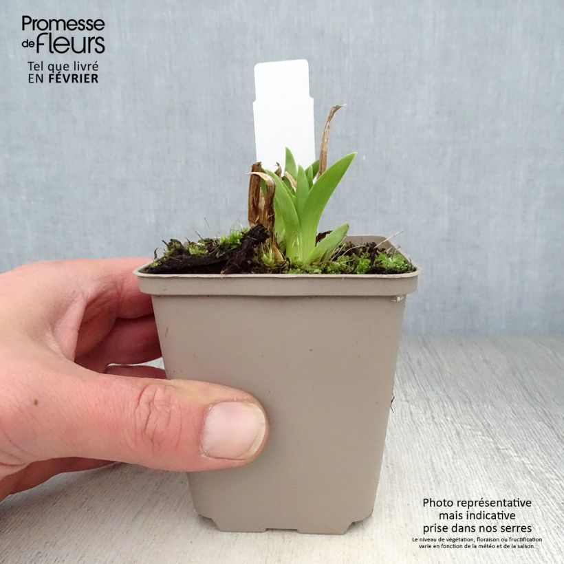 Spécimen de Hémérocalle Green Flutter - Lis d'un Jour blanc verdâtre Godet de 8/9 cm tel que livré en hiver