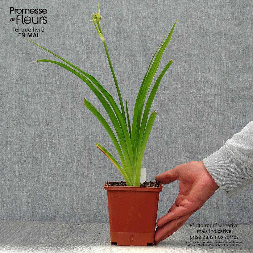 Spécimen de Hémérocalle In Excess - Lis d'un jour Pot de 1L/1,5L tel que livré au printemps