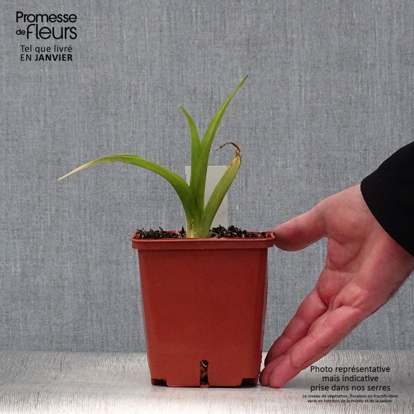 Spécimen de Hémérocalle Indy Reflections - Lis d'un jour Pot de 1L/1,5L tel que livré en hiver
