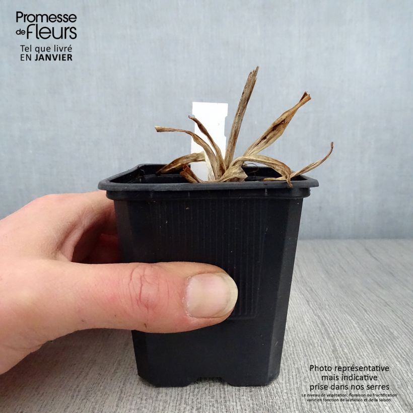 Spécimen de Hémérocalle Iron Gate Glacier - Lis d'un Jour Godet de 8/9 cm tel que livré en hiver