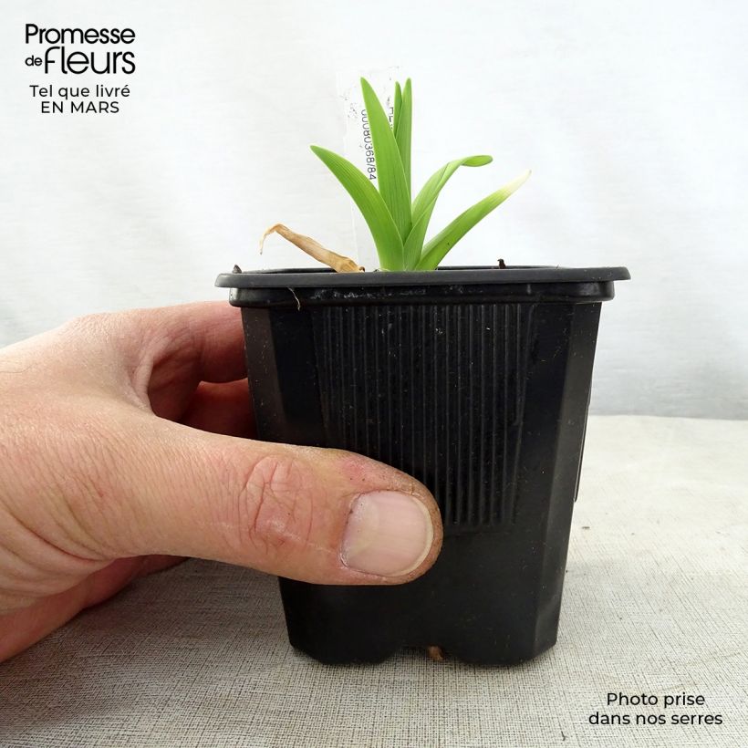 Spécimen de Hémérocalle Iron Gate Glacier - Lis d'un Jour Godet de 8/9 cm tel que livré au printemps