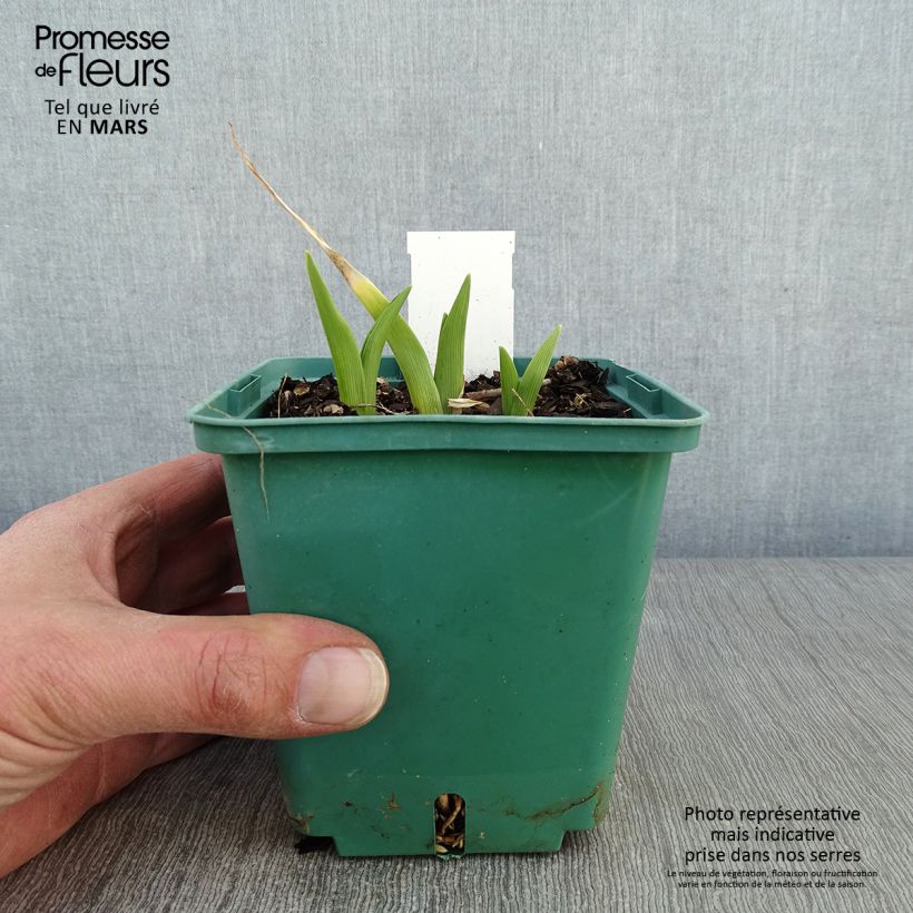 Spécimen de Hémérocalle Janice Brown - Lis d'un jour rose Pot de 1L/1,5L tel que livré en hiver