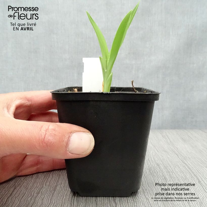 Spécimen de Hémérocalle Joan Senior - Lis d'un jour blanc crème Godet de 8/9 cm tel que livré au printemps