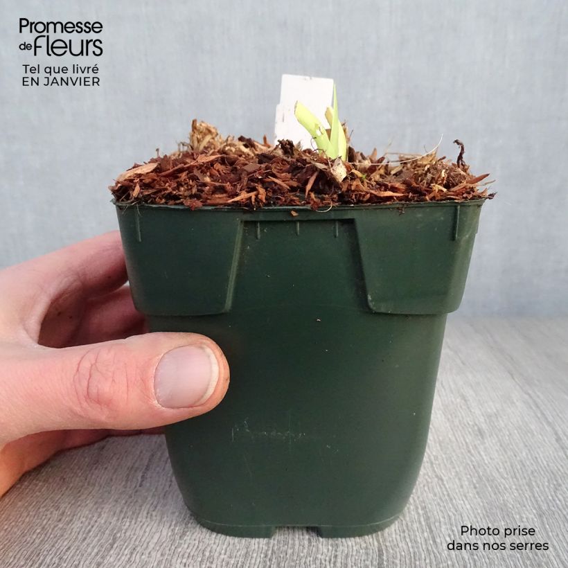 Spécimen de Hémérocalle Jolly Hearts - Lis d'un Jour Godet de 8/9 cm tel que livré en hiver