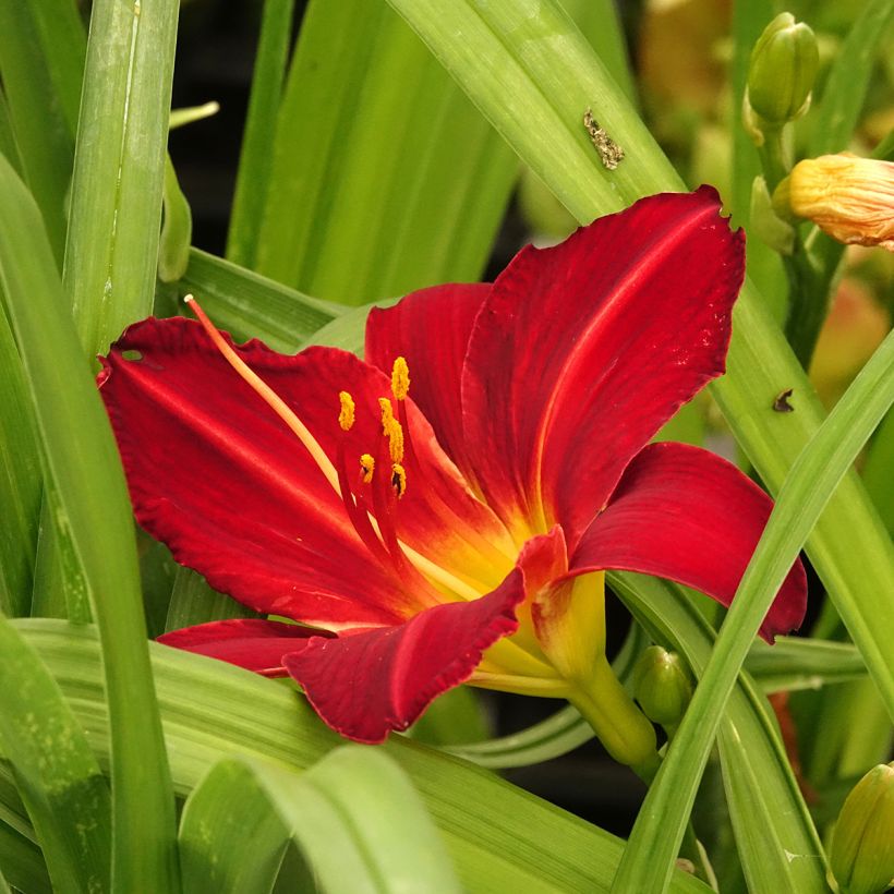 Hémérocalle Jolly Hearts - Lis d'un Jour (Floraison)