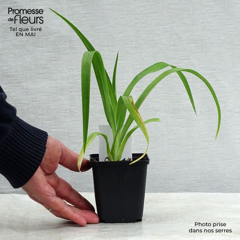 Spécimen de Hémérocalle Luxury Lace - Lis d'un Jour rose lilas pâle et crème Godet de 8/9 cm tel que livré au printemps