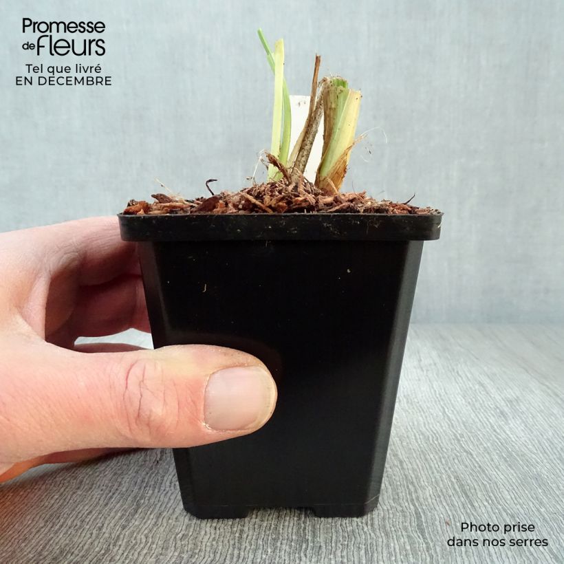 Spécimen de Hémérocalle Luxury Lace - Lis d'un Jour rose lilas pâle et crème Godet de 8/9 cm tel que livré en hiver