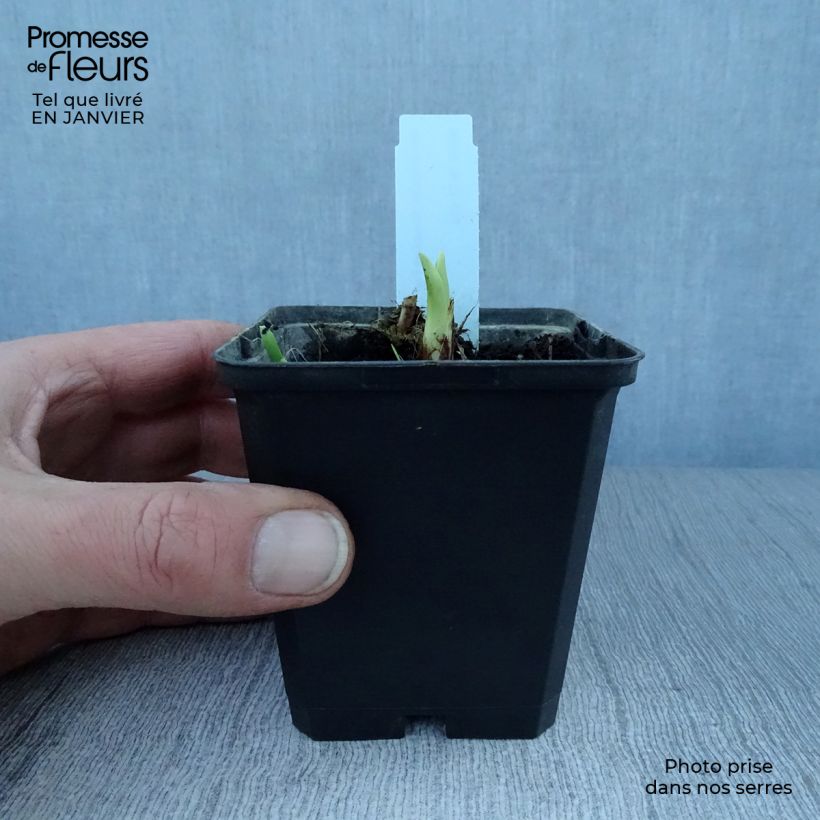 Spécimen de Hémérocalle Margaret Perry - Lis d'un jour rouge orangé Godet de 8/9 cm tel que livré en hiver