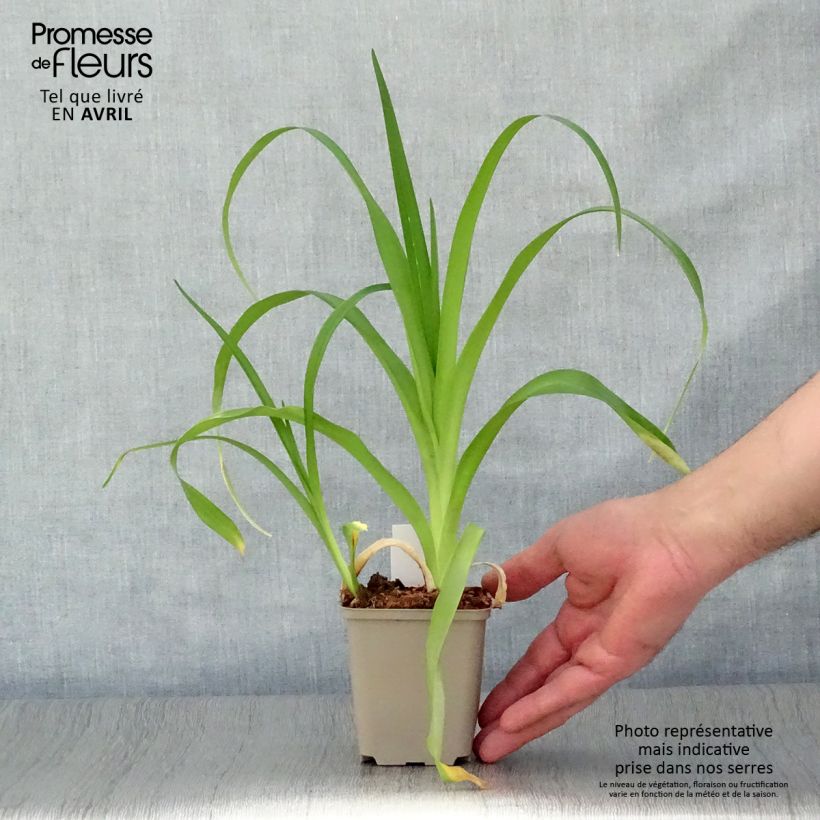 Spécimen de Hémérocalle Margaret Perry - Lis d'un jour rouge orangé Godet de 8/9 cm tel que livré au printemps
