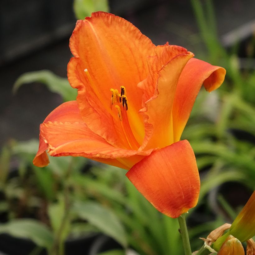 Hémérocalle Mauna Loa - Lis d'un jour orange (Floraison)