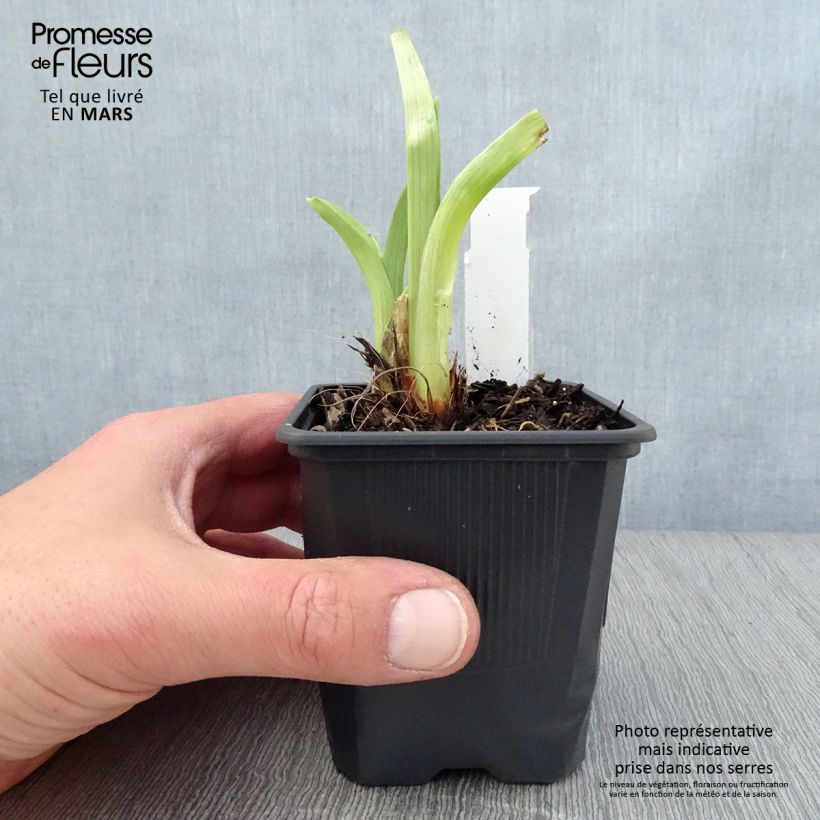 Spécimen de Hémérocalle Mildred Mitchell - Lis d'un Jour  Godet de 8/9 cm tel que livré au printemps