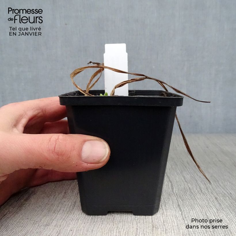 Spécimen de Hémérocalle Mini Pearl - Lis d'un jour abricot rosé Godet de 8/9 cm tel que livré en hiver