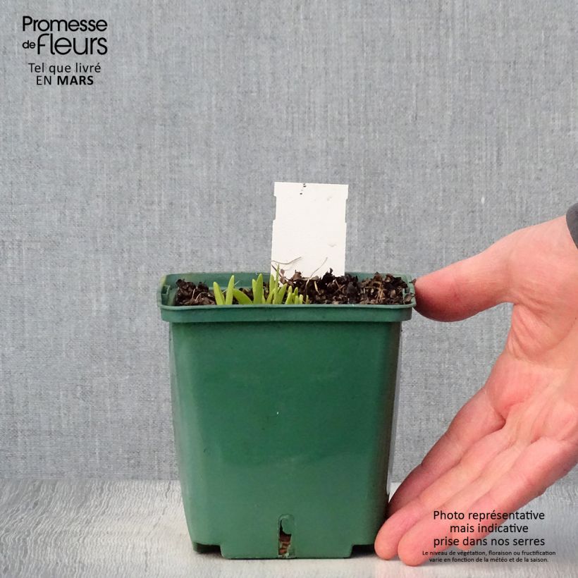 Spécimen de Hemerocalle Mini Stella - Lis d'un jour jaune vif Pot de 1L/1,5L tel que livré au printemps