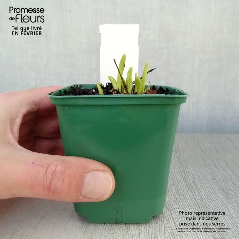 Spécimen de Hemerocalle Mini Stella - Lis d'un jour jaune vif Godet de 8/9 cm tel que livré en hiver