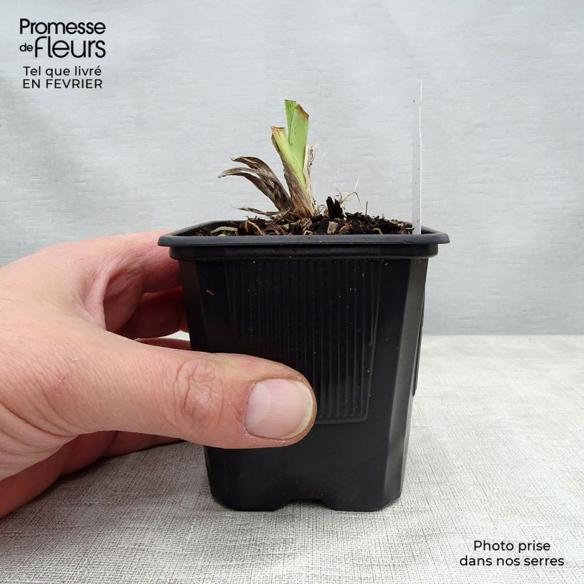 Spécimen de Hémérocalle Moonlight Masquerade - Lis d'un jour crème et pourpre Godet de 8/9 cm tel que livré en hiver