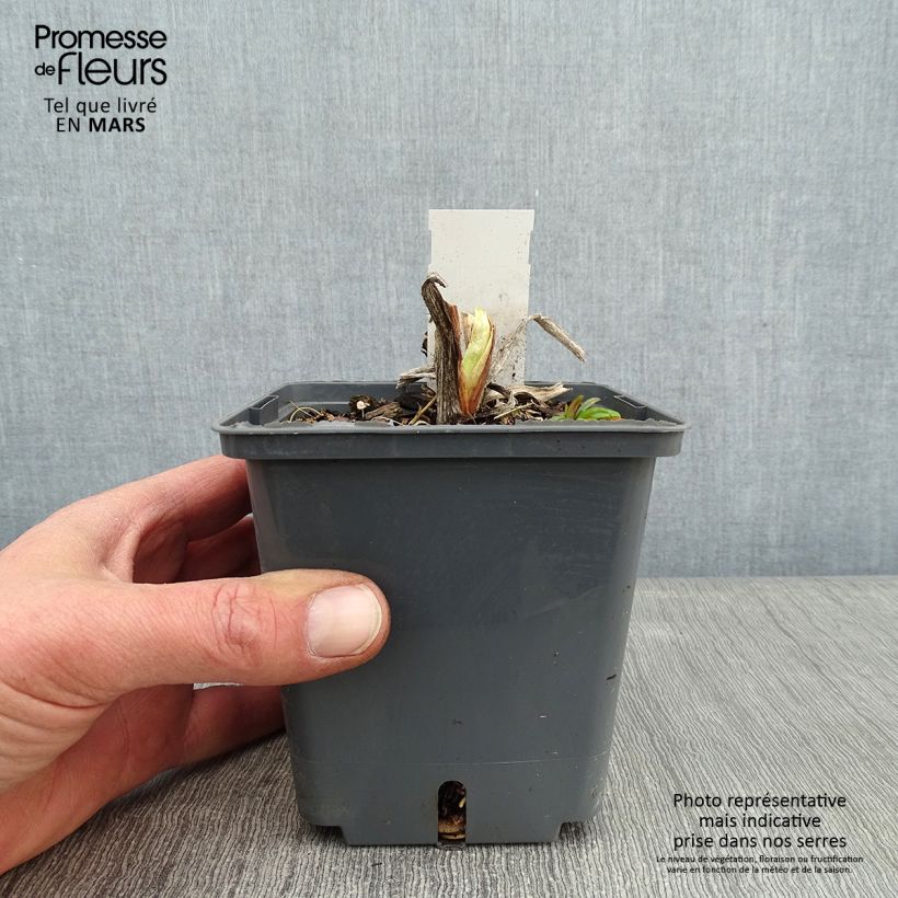 Spécimen de Hémérocalle Nature's Crown - Lis d'un jour Pot de 1L/1,5L tel que livré en hiver