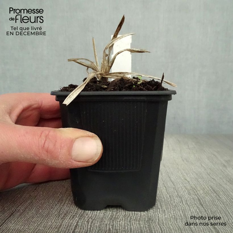 Spécimen de Hémérocalle Neyron Rose - Lis d'un jour rose framboise vif à médiane blanche. Godet de 8/9 cm tel que livré en hiver