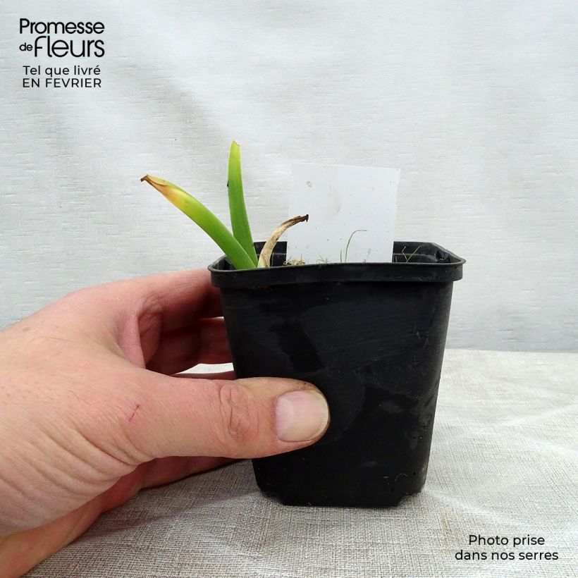 Spécimen de Hémérocalle Olive Bailey Langdon - Lis d'un jour pourpre fuchsia Godet de 8/9 cm tel que livré en hiver