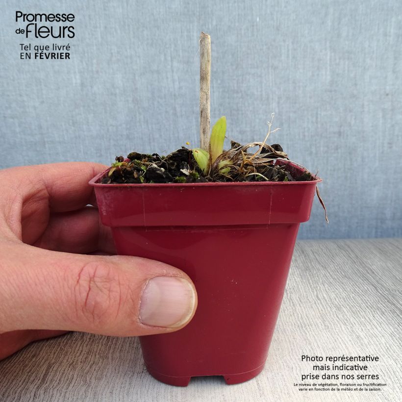 Spécimen de Hémérocalle Orange Prelude - Lis d'un jour orange vif Godet de 8/9 cm tel que livré en hiver