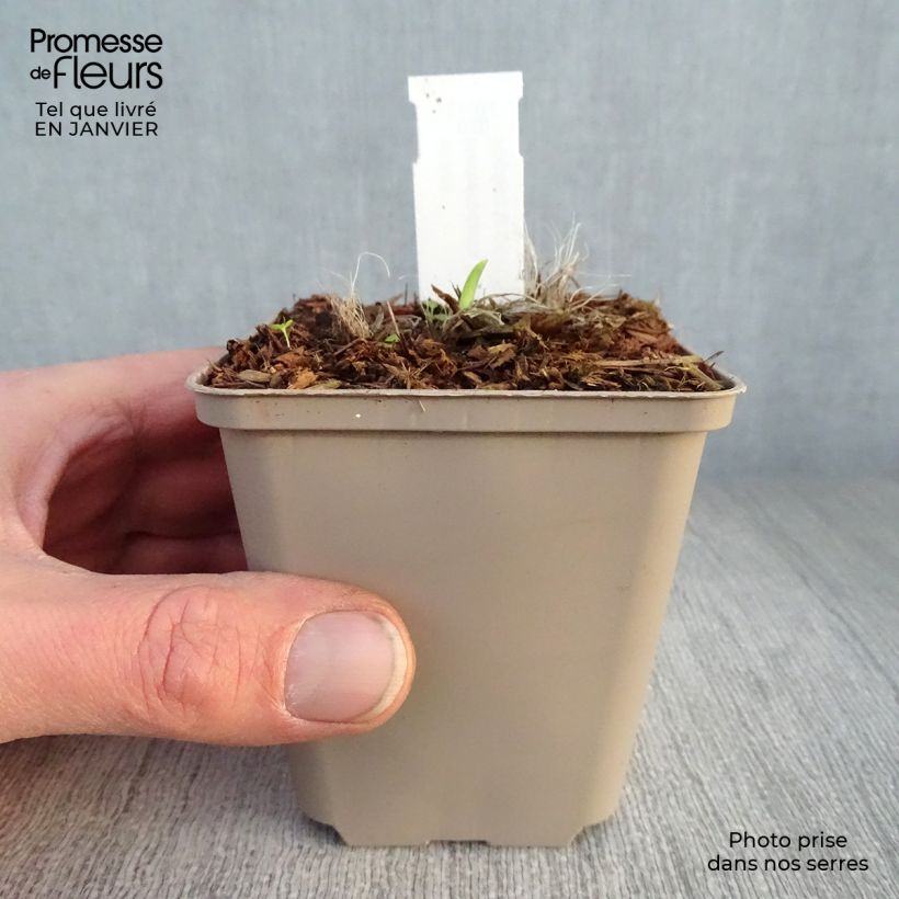 Spécimen de Hémérocalle Pardon Me - Lis d'un jour rouge sombre. Godet de 8/9 cm tel que livré en hiver