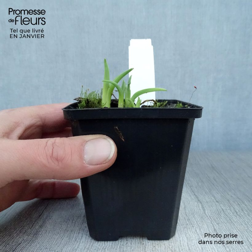 Spécimen de Hémérocalle Pink Damask - Lis d'un jour Godet de 8/9 cm tel que livré en hiver