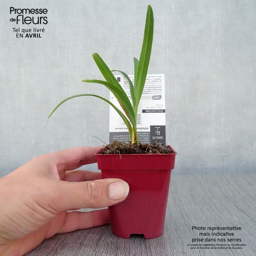 Hemerocallis Pink Damask - Emerocallide Vasetto da 8/9 cm esemplare consegnato in primavera