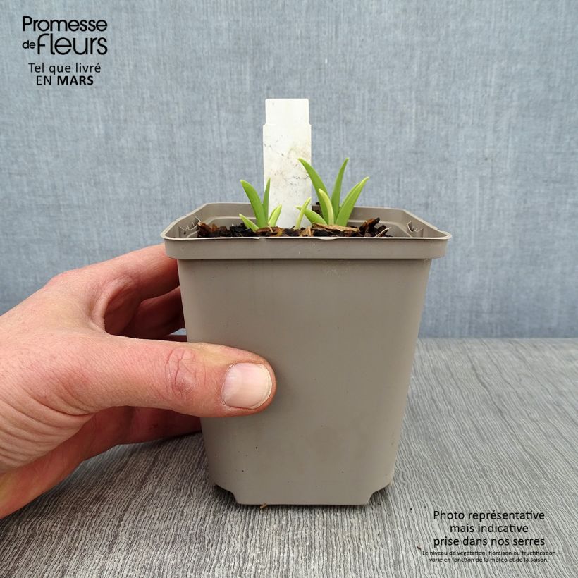 Spécimen de Hémérocalle Prairie Blue Eyes - Lis d'un jour rose lavande à oeil mauve-bleuté. Pot de 1L/1,5L tel que livré en hiver